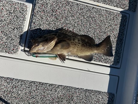 Gag Grouper Fishing in Holmes Beach, Florida