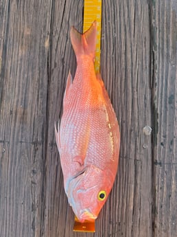 Fishing in Fort Lauderdale, Florida