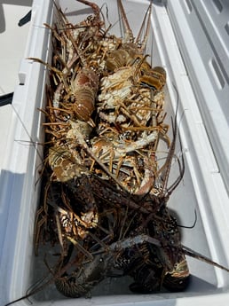 Fishing in Tavernier, Florida