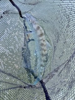 Fishing in Wilmington, North Carolina