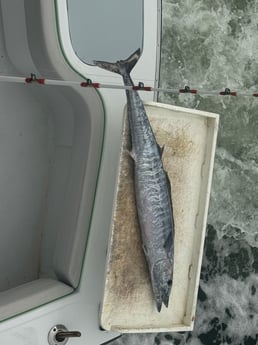 Fishing in Fort Lauderdale, Florida