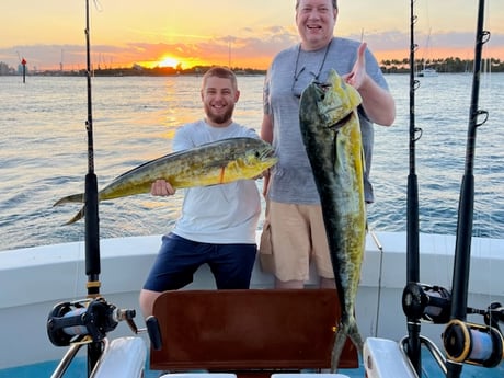 Mahi Mahi Fishing in West Palm Beach, Florida