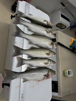 Striped Bass Fishing in