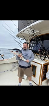 Mako Shark Fishing in