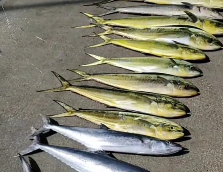 Mahi Mahi / Dorado, Spanish Mackerel Fishing in Hillsboro Beach, Florida