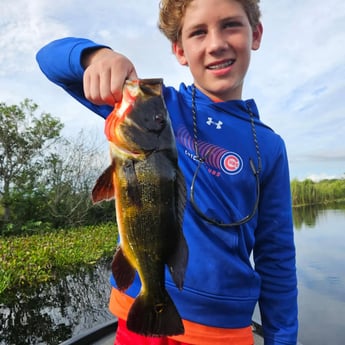 Peacock Bass Fishing in Fort Lauderdale, Florida