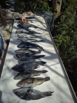 Fishing in Kingsland, Georgia