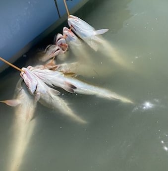 Redfish Fishing in Ingleside, Texas