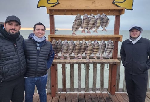 Sheepshead Fishing in Port Isabel, Texas