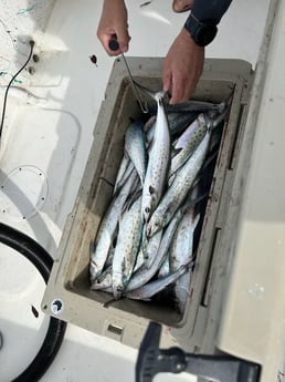 Spanish Mackerel Fishing in Wilmington, North Carolina