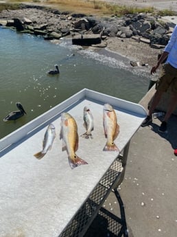 Redfish, Speckled Trout / Spotted Seatrout Fishing in Texas City, Texas