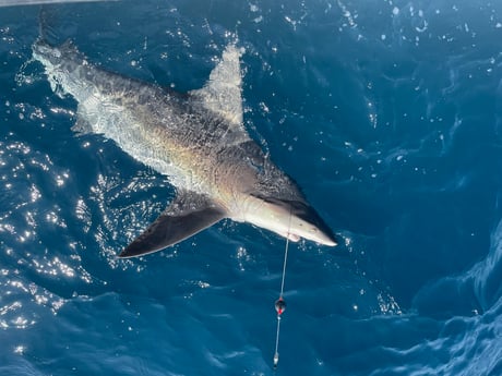 Bull Shark Fishing in Port O&#039;Connor, Texas