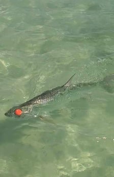 Fishing in Islamorada, Florida