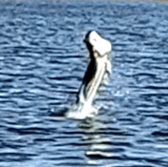 Fishing in Jacksonville, Florida