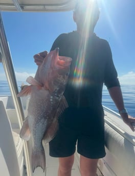 Red Grouper Fishing in Fort Myers, Florida