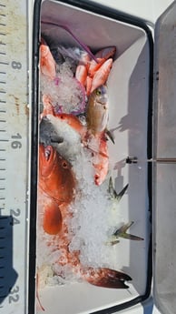 Fishing in Panama City, Florida