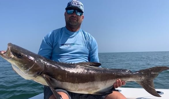 Cobia fishing in Virginia Beach, Virginia
