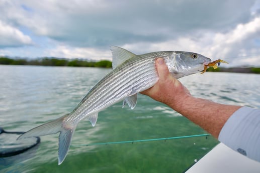 Bonefish Fishing in Islamorada, Florida