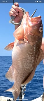 Fishing in Tierra Verde, Florida