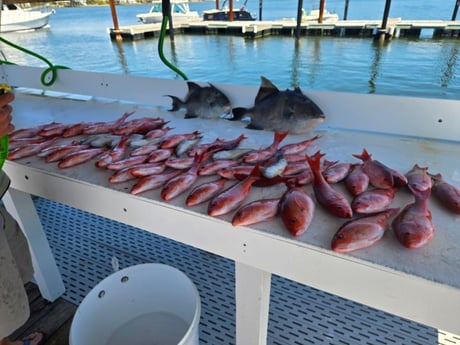 Fishing in Orange Beach, Alabama