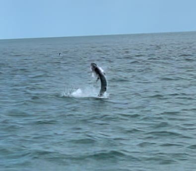 Tarpon Fishing in Summerland Key, Florida