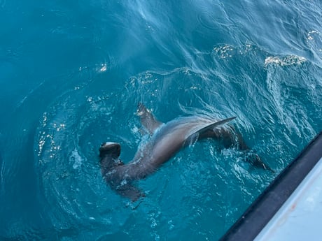 Red Snapper, Spanish Mackerel fishing in Galveston, Texas