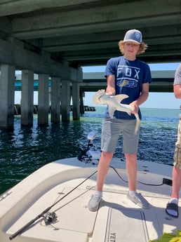 Hammerhead Shark fishing in St. Petersburg, Florida