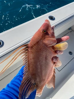 Fishing in Key West, Florida