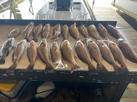 Black Drum, Redfish, Sheepshead Fishing in Buras, Louisiana