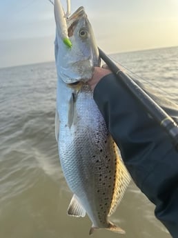 Speckled Trout Fishing in Matagorda, Texas