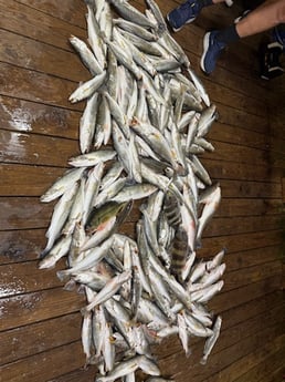 Fishing in Venice, Louisiana