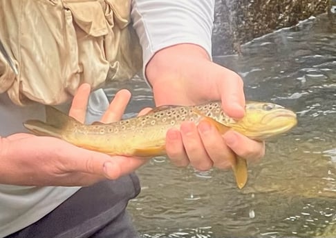 Fishing in Hume, California