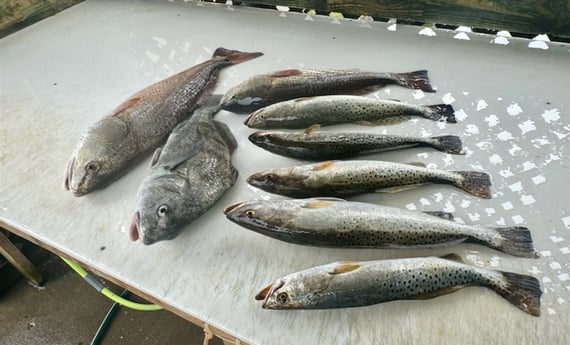 Fishing in Corpus Christi, Texas