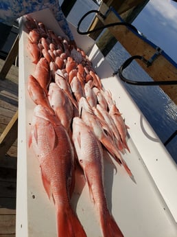 Red Snapper fishing in Orange Beach, Alabama