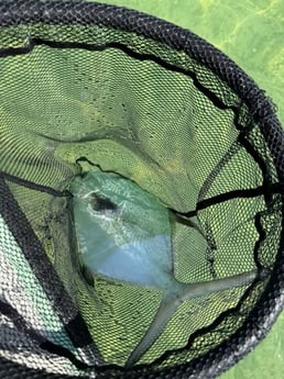 Fishing in Wilmington, North Carolina