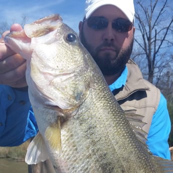Largemouth Bass Fishing in Alba, Texas