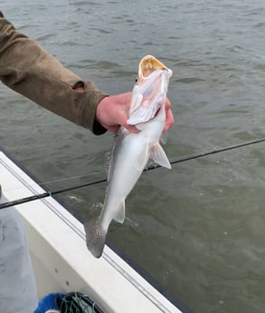 Speckled Trout / Spotted Seatrout fishing in Galveston, Texas
