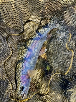 Fishing in Hume, California