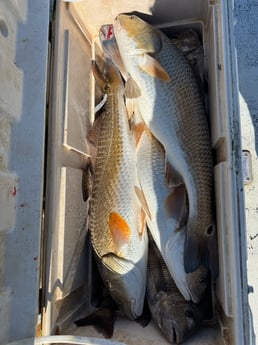 Fishing in South Padre Island, Texas