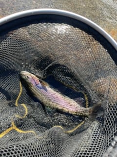 Fishing in Hume, California