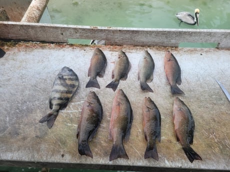 Fishing in Tavernier, Florida