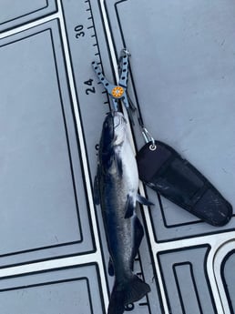 Fishing in Pembroke Pines, Florida