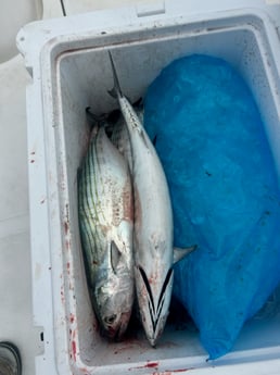 Fishing in Carolina Beach, North Carolina
