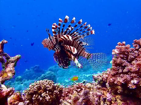 Lionfish Fishing in Miami, Florida