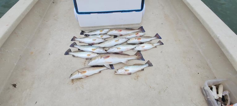 Redfish, Speckled Trout Fishing in Port Isabel, Texas