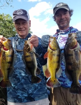Peacock Bass fishing in Fort Lauderdale, Florida