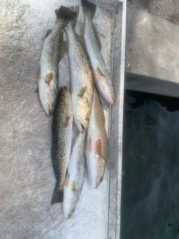 Redfish, Speckled Trout Fishing in Bradenton, Florida