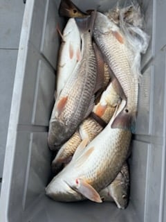 Redfish Fishing in