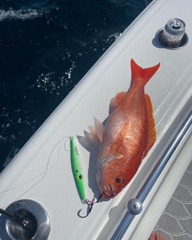 Red Snapper Fishing in Santa Rosa Beach, Florida