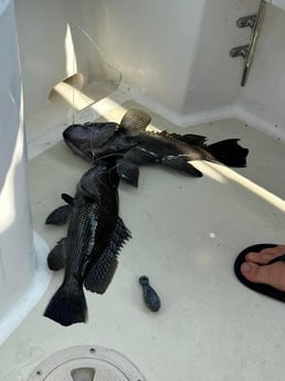 Black Seabass Fishing in Sneads Ferry, North Carolina